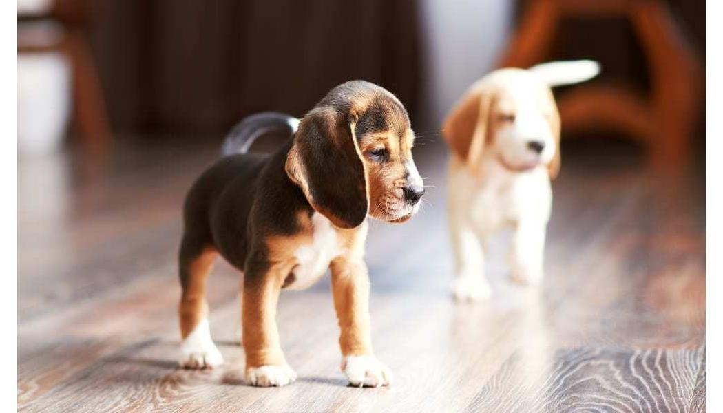 5 Easy Steps to Choosing the Right Hardwood Floors for Your Home