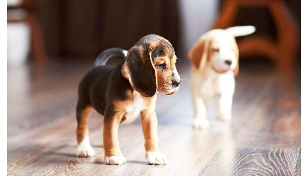 two puppies on the floor