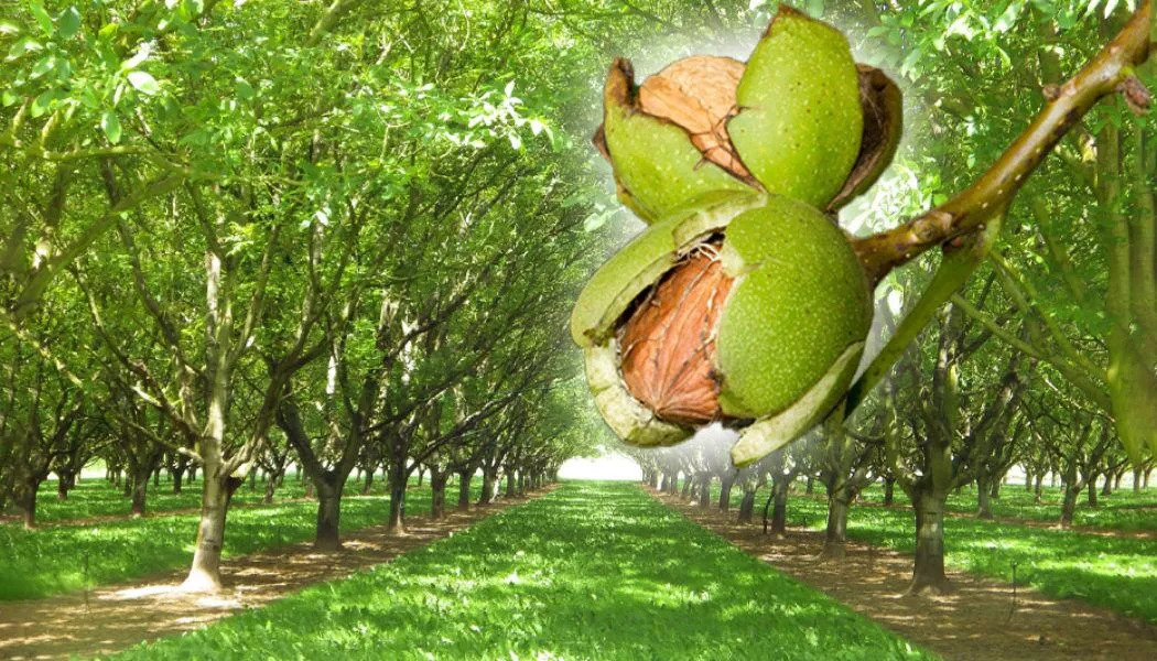 Walnut Hardwood Flooring – A Walnut Flooring Guide