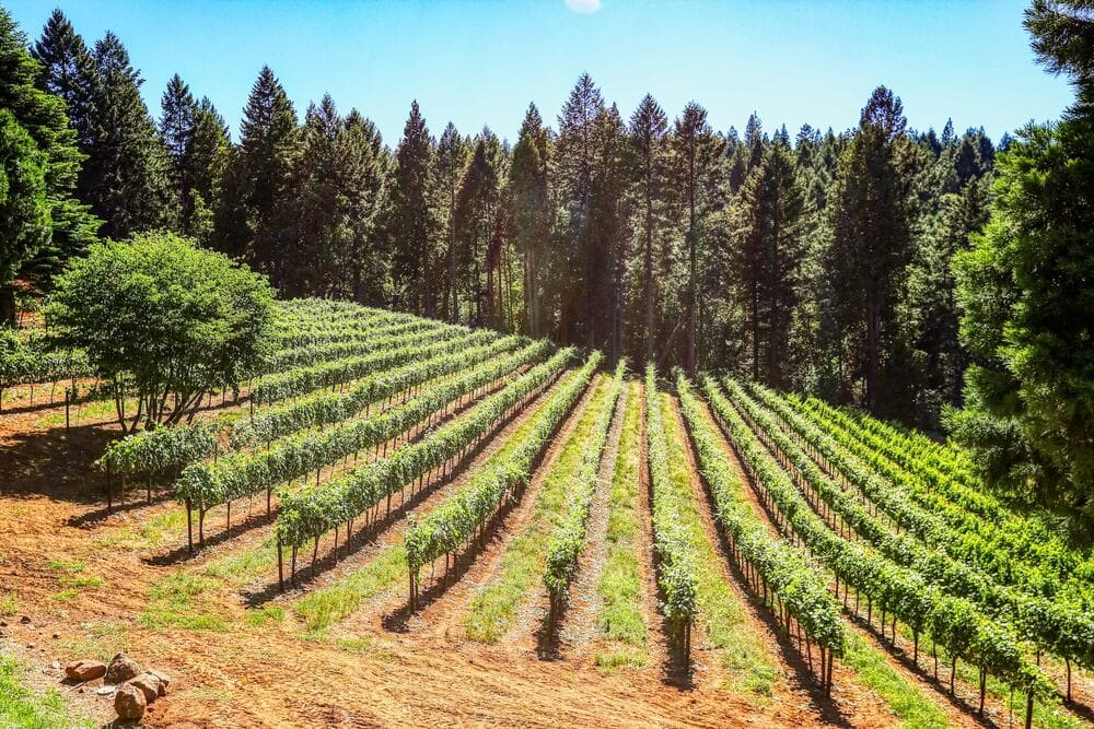 Best Wood Species For Hardwood Flooring: A Hardwood Floor Conundrum