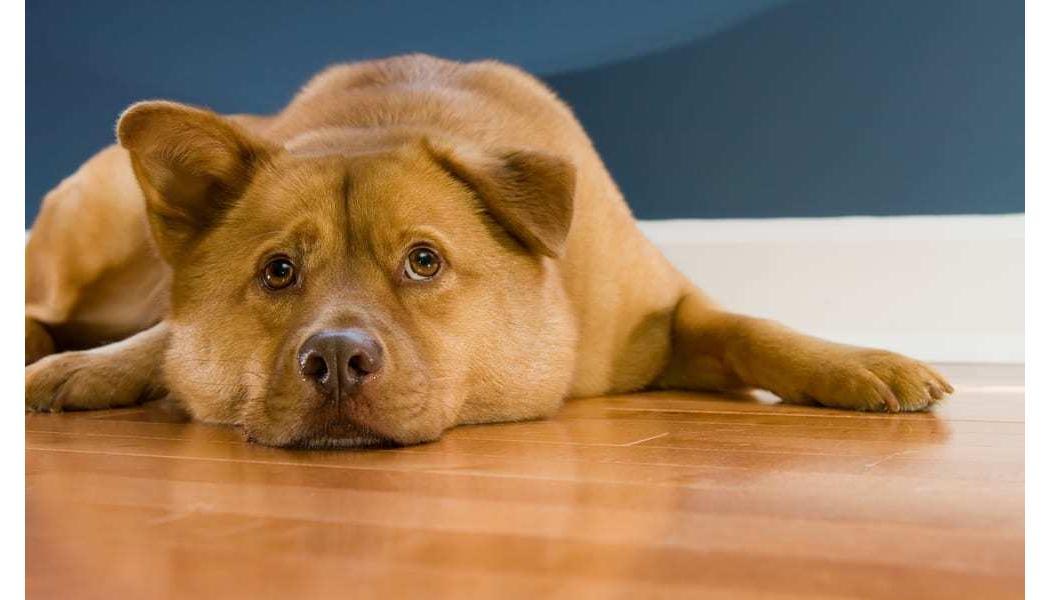 How Is The Best Way To Clean Hardwood Floors With Pets